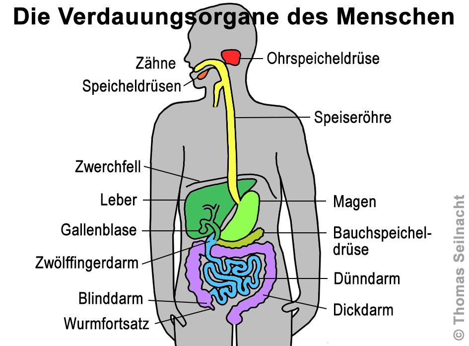 weg der verdauung