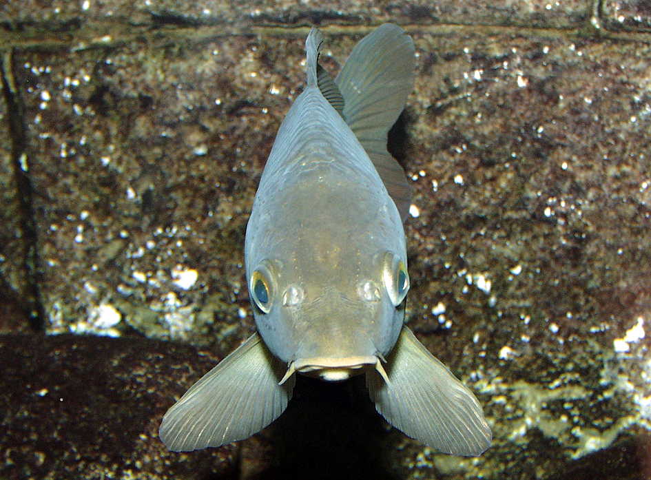 Index of /biologie/tiere/fische