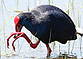 Purpurhuhn