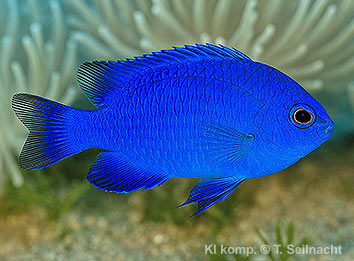 Bild vergr&ouml;&szlig;ern!