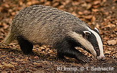 Bild vergr&ouml;&szlig;ern!