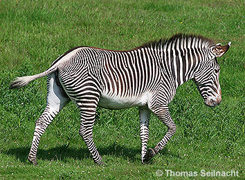 Steppenzebra
