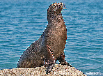Kalifornischer Seelöwe