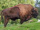Wisent