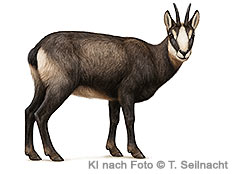 Bild vergr&ouml;&szlig;ern!