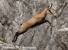 Bild vergr&ouml;&szlig;ern!