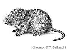 Bild vergr&ouml;&szlig;ern!