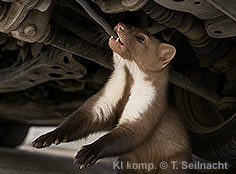 Bild vergr&ouml;&szlig;ern!