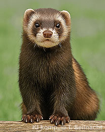 Iltis Frontalansicht