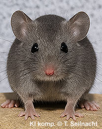 Hausmaus Frontalansicht