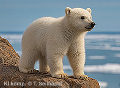 Bild vergr&ouml;&szlig;ern!