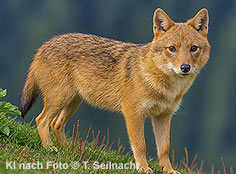 Bild vergr&ouml;&szlig;ern!