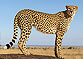 Gepard