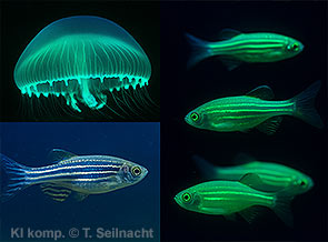 Bild vergr&ouml;&szlig;ern!