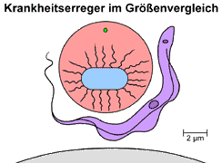 Bild vergrößern!