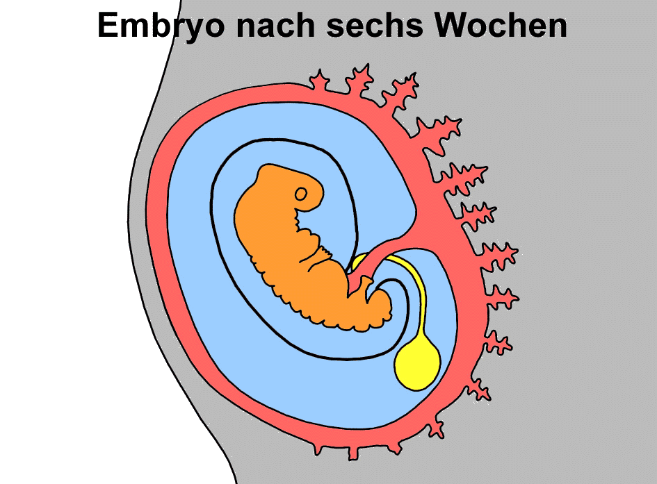 Embryo nach 6 Wochen - Arbeitsblatt 