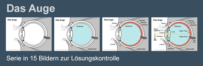 Mediendatenbank Biologie, Auge