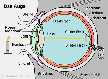 Mediendatenbank Biologie, Auge