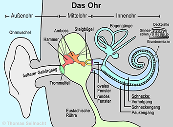 Rundes Fenster Ohr