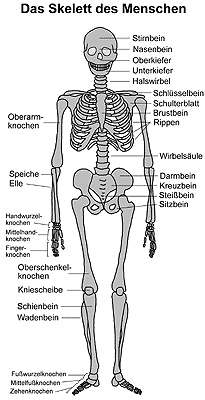 Skelettarmzeichnung Wandbild Das Menschliche Skelett Englisch Skelettarmzeichnung Wandbild Das Menschliche Skelett Englisch
