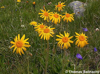 Arnika (Arnica montana)
