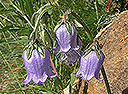 Bärtige Glockenblume