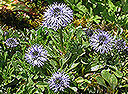 Herzblättrige Kugelblume