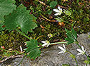 Rundblättriger Steinbrech
