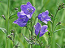 Pfirsichblättrige Glockenblume