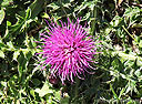 Stängellose Kratzdistel