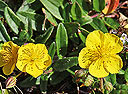 Großblütiges Sonnenröschen