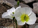 Weißer Alpenmohn