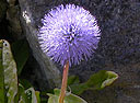 Nacktstängelige Kugelblume