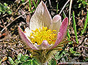Frühlings-Küchenschelle