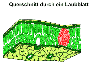 Bild vergrößern!