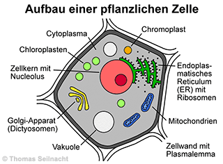 Mediendatenbank Biologie Pflanzenzelle