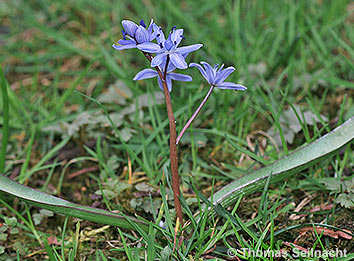 Zweiblättriger Blaustern