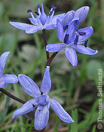 Zweiblättriger Blaustern