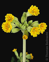 Echte Schlüsselblume