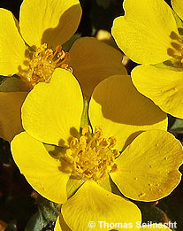 Frühlings-Fingerkraut: Blüten