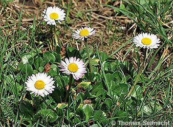 Gänseblümchen