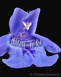 gundermann: Blüte