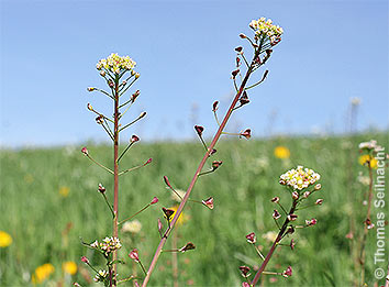 Gewöhnliches Hirtentäschel