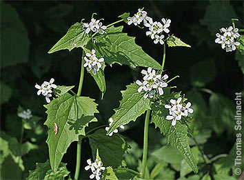 Knoblauchsrauke