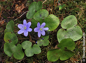 Leberblümchen