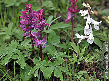 Hohler Lerchensporn