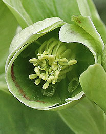 Stinkende Nieswurz: Blüte