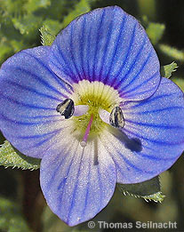 Persischer Ehrenpreis: Blüte