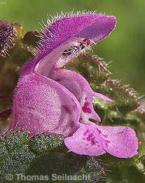 Purpurrote Taubnessel: Blüte