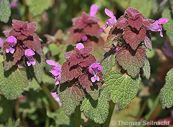 Purpurrote Taubnessel